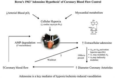 The Adenosine Hypothesis Revisited: Modulation of Coupling between Myocardial Perfusion and Arterial Compliance